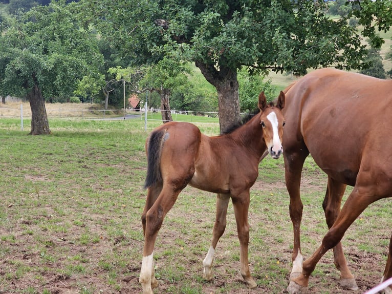 Zangersheide Yegua 2 años Castaño in Reichelsheim