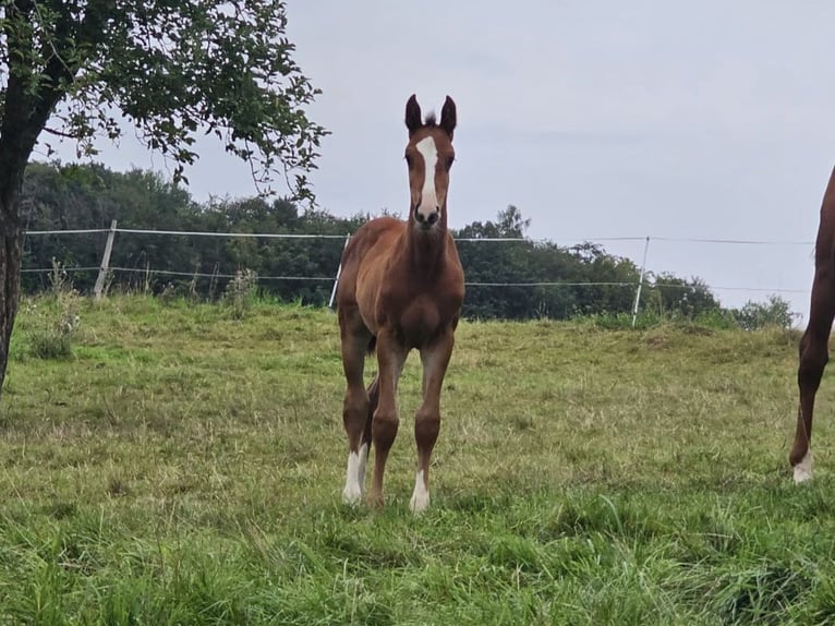 Zangersheide Yegua 2 años Castaño in Reichelsheim