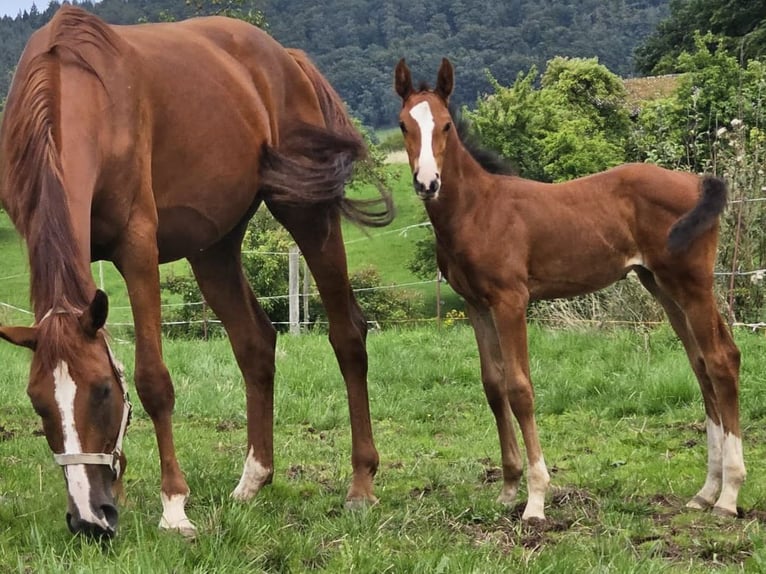 Zangersheide Yegua 2 años Castaño in Reichelsheim