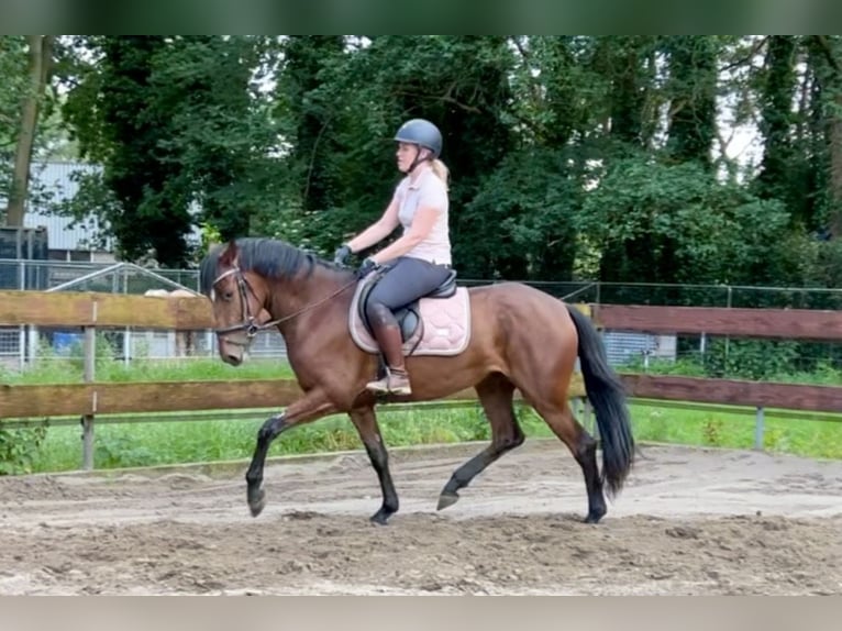 Zangersheide Yegua 3 años 153 cm Castaño in Berghem