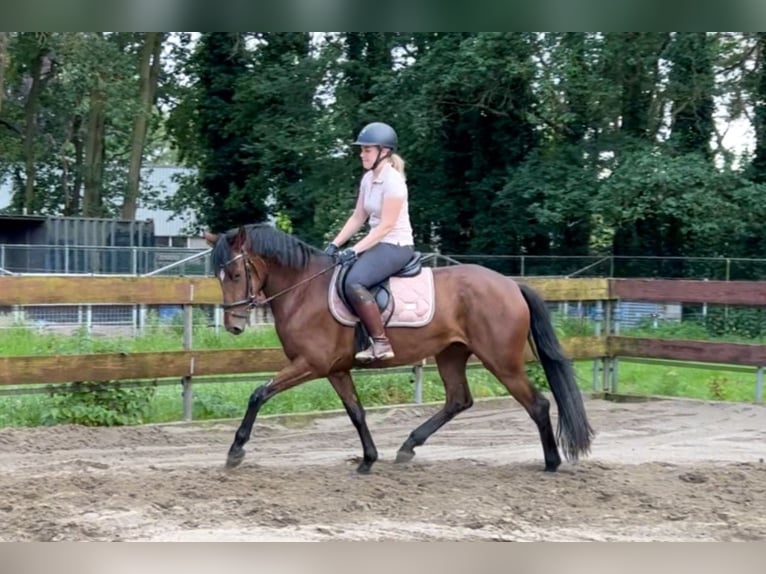 Zangersheide Yegua 3 años 153 cm Castaño in Berghem