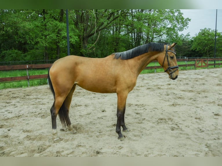 Zangersheide Yegua 3 años 154 cm Buckskin/Bayo in Berghem