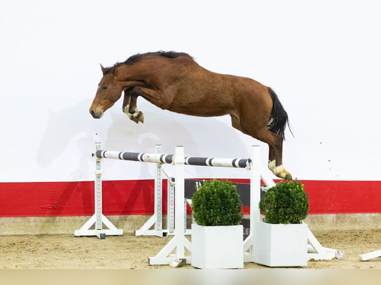 Zangersheide Yegua 3 años 155 cm Castaño in Waddinxveen