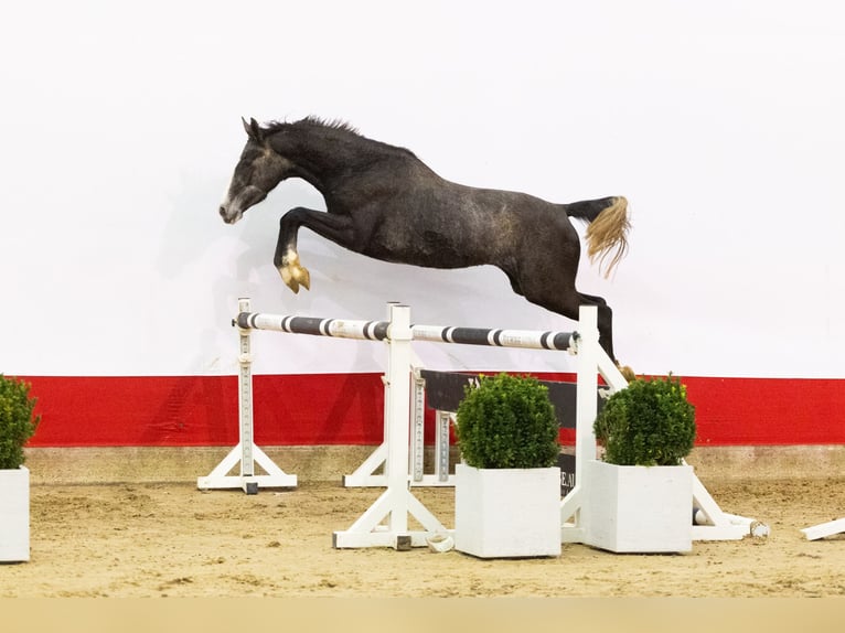Zangersheide Yegua 3 años 155 cm Tordo in Waddinxveen