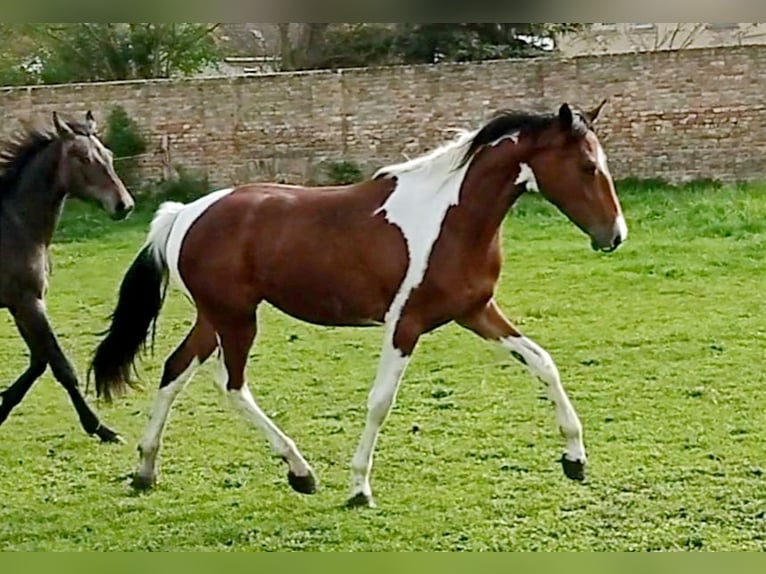 Zangersheide Yegua 3 años 156 cm Pío in M&#xFC;cheln (Geiseltal)