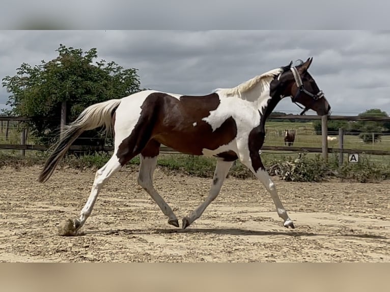 Zangersheide Yegua 3 años 157 cm Pío in Mücheln (Geiseltal)