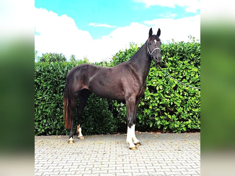 Zangersheide Yegua 3 años 160 cm Castaño oscuro in Zwolle