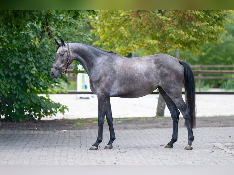 Zangersheide Yegua 3 años 161 cm Tordo in Kaulille