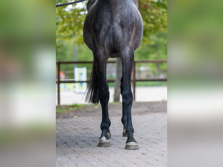 Zangersheide Yegua 3 años 161 cm Tordo in Kaulille
