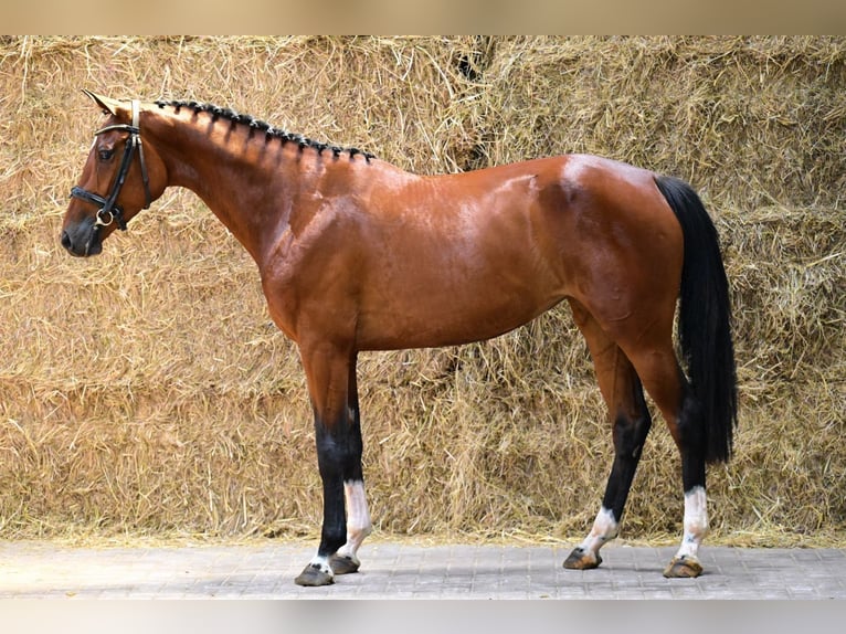 Zangersheide Yegua 3 años 162 cm Castaño in Bladel