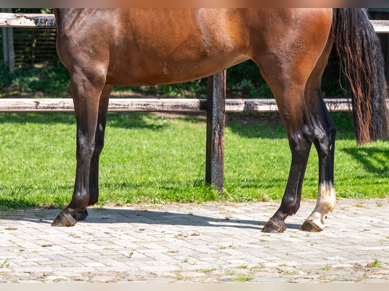Zangersheide Yegua 3 años 163 cm Castaño in GROTE-BROGEL