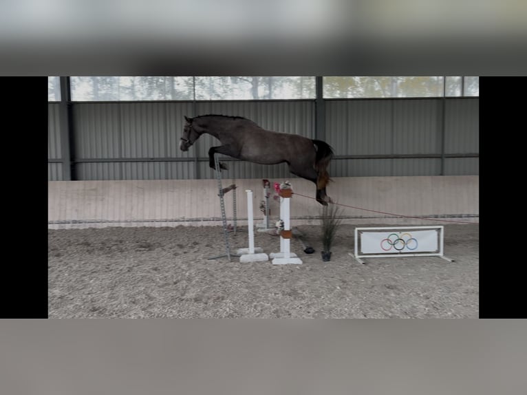 Zangersheide Yegua 3 años 163 cm Tordo in Radziejów