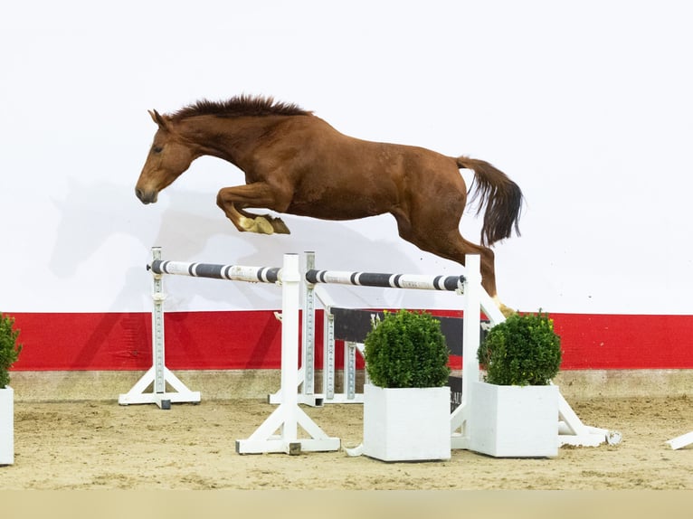 Zangersheide Yegua 3 años 164 cm Alazán in Waddinxveen