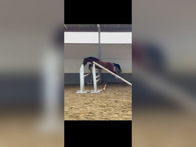 Zangersheide Yegua 3 años 164 cm Castaño in Heusden zolder