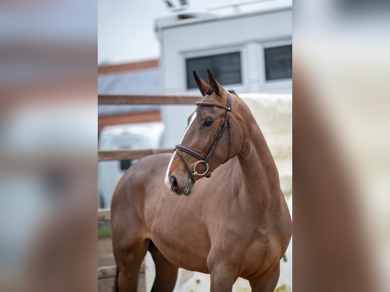 Zangersheide Yegua 3 años 165 cm Castaño in Bocholt