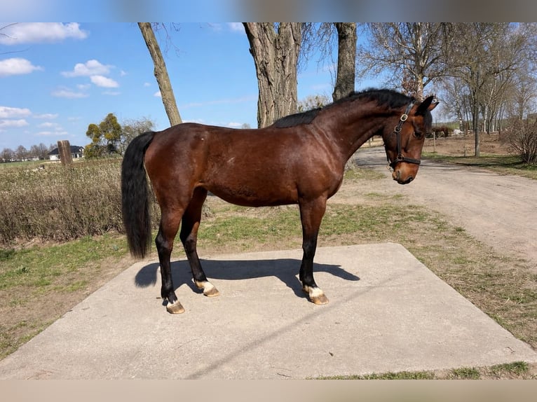Zangersheide Yegua 3 años 165 cm Castaño in Świekatowo