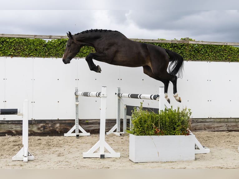 Zangersheide Yegua 3 años 165 cm Castaño oscuro in Waddinxveen