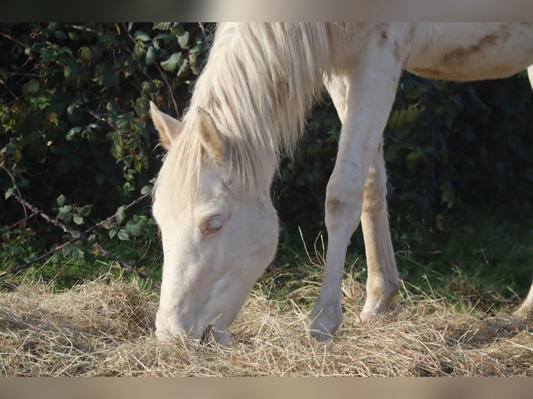 Zangersheide Yegua 3 años 165 cm Cremello in Beaumont pied-de-boeuf