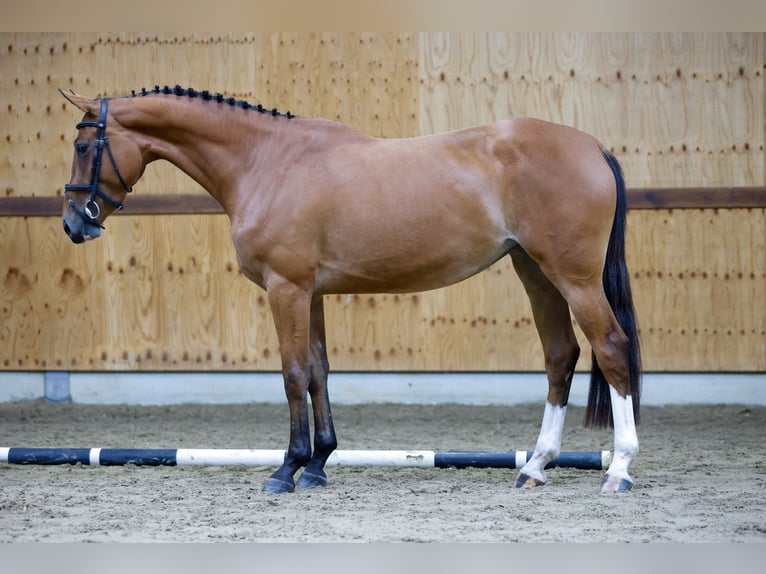 Zangersheide Yegua 3 años 166 cm Castaño in Kinrooi