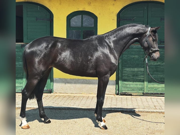 Zangersheide Yegua 3 años 167 cm Castaño oscuro in Murska Soboda