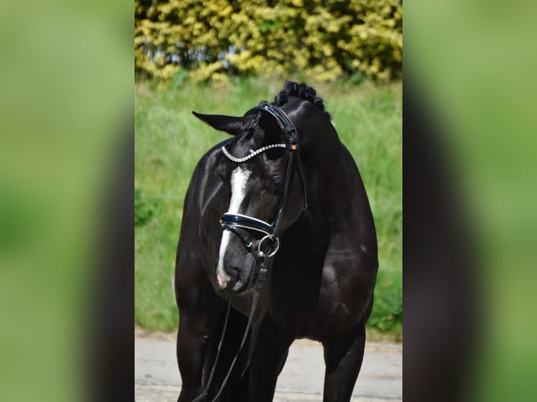 Zangersheide Yegua 3 años 167 cm Negro in Fürstenau