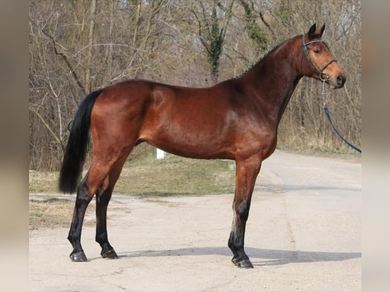 Zangersheide Yegua 3 años 168 cm Castaño in Szarvas