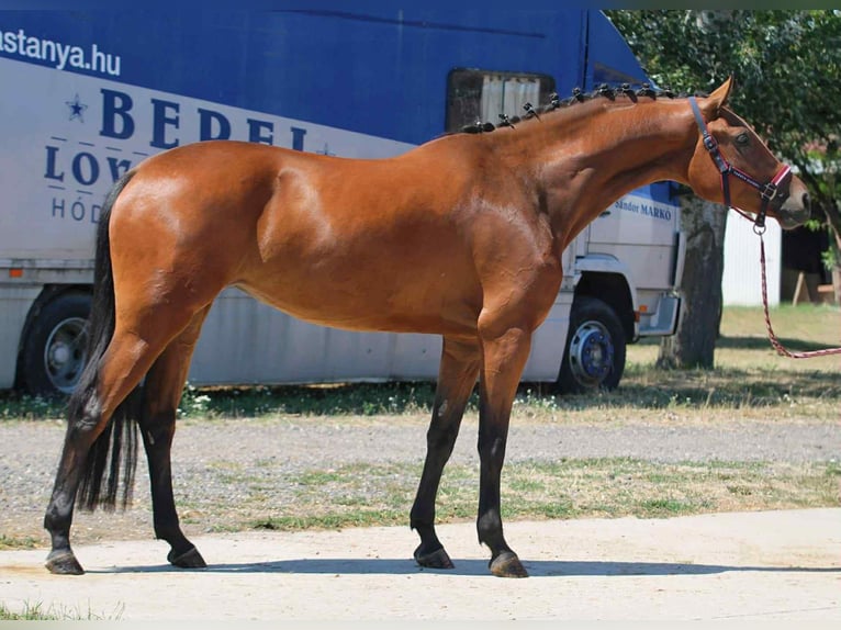 Zangersheide Yegua 3 años 169 cm Castaño in Hódmezővásárhely Zangersheide Yegua 3 años 169 cm Castaño in Hódmezővásárhely