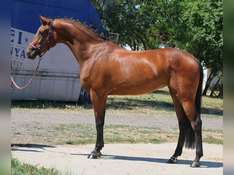 Zangersheide Yegua 3 años 169 cm Castaño in H&#xF3;dmez&#x151;v&#xE1;s&#xE1;rhely