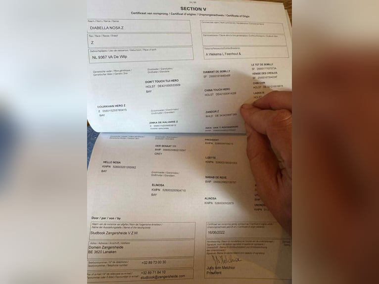 Zangersheide Yegua 3 años 169 cm Castaño in H&#xF3;dmez&#x151;v&#xE1;s&#xE1;rhely