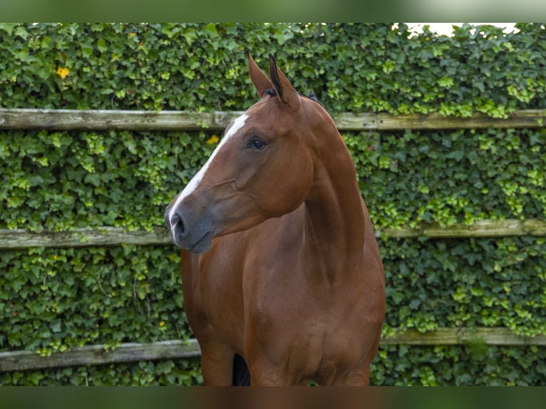 Zangersheide Yegua 3 años 169 cm Castaño in Waddinxveen