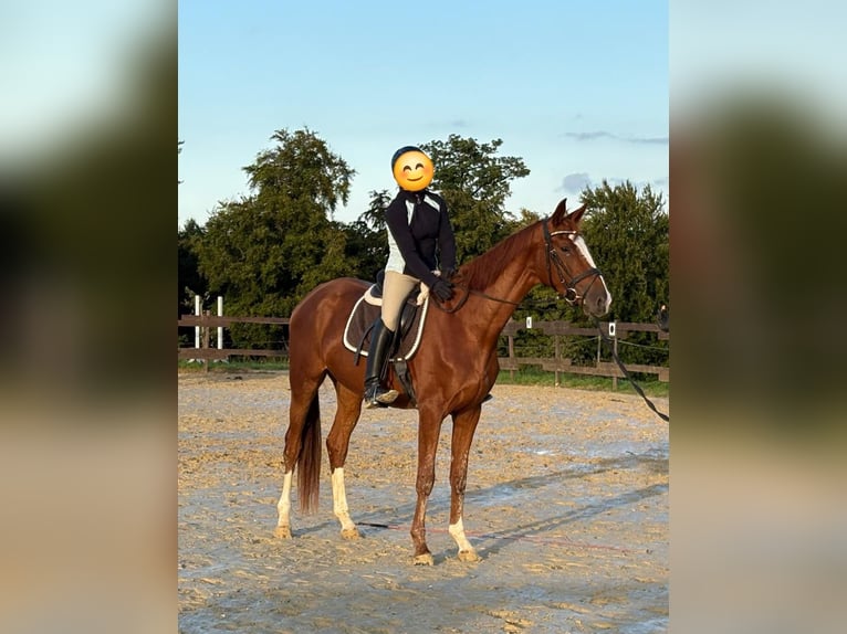 Zangersheide Yegua 3 años 170 cm Alazán in Kurtscheid