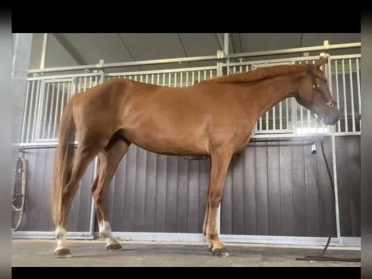 Zangersheide Yegua 3 años 170 cm Alazán in Herselt