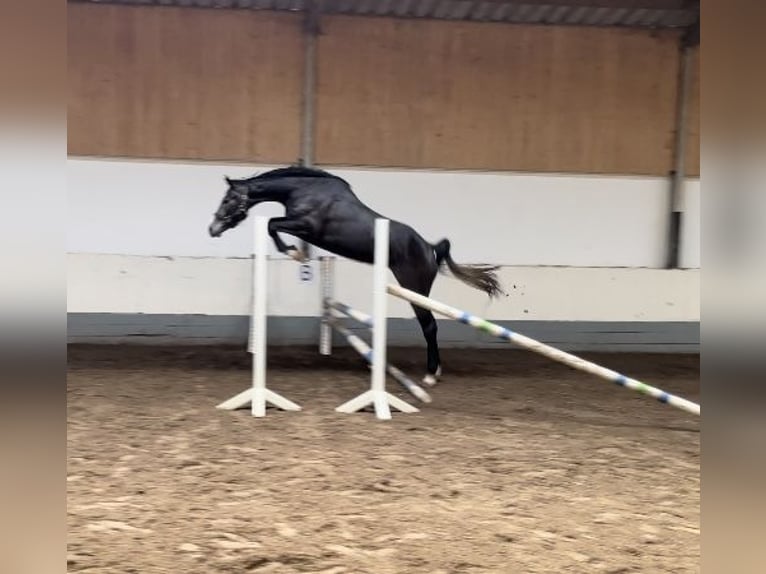 Zangersheide Yegua 3 años 170 cm Tordillo negro in Hennef