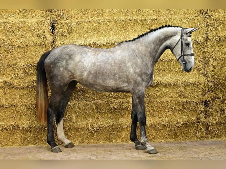 Zangersheide Yegua 3 años 173 cm Tordo in Bladel
