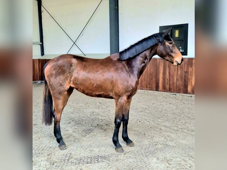 Zangersheide Yegua 3 años  in Meppen