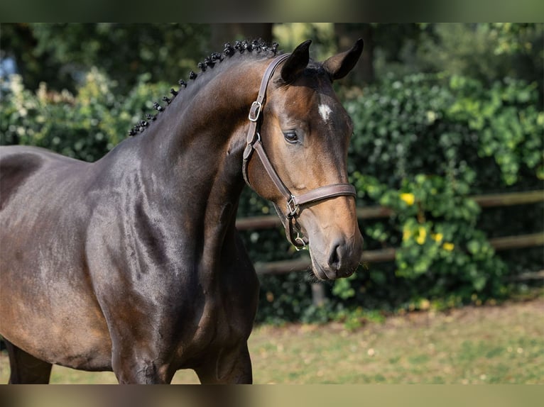 Zangersheide Yegua 3 años Castaño oscuro in Heerde