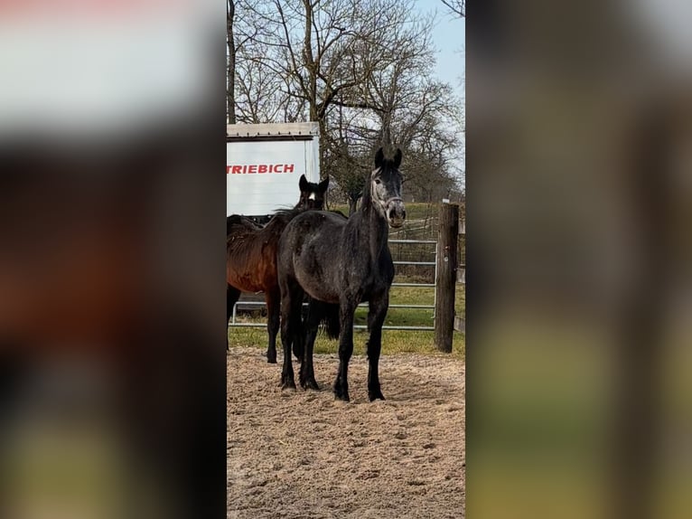 Zangersheide Yegua 3 años Tordillo negro in Muggensturm