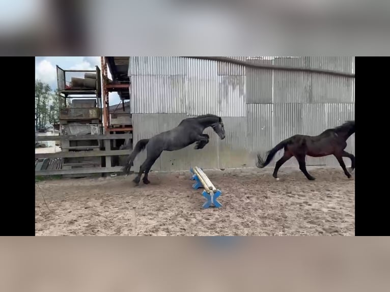 Zangersheide Yegua 3 años Tordillo negro in Muggensturm