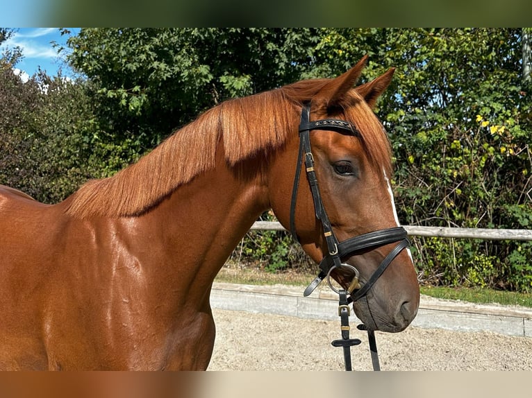 Zangersheide Yegua 4 años 156 cm Alazán in Meerbusch