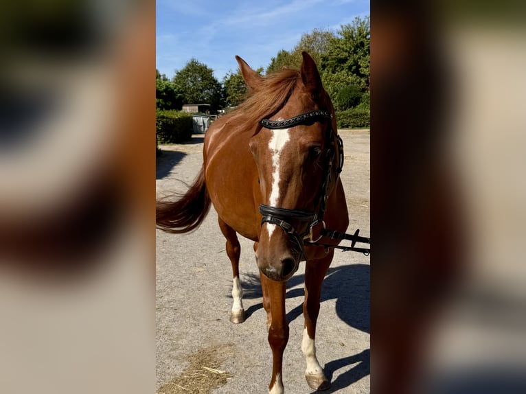 Zangersheide Yegua 4 años 156 cm Alazán in Meerbusch