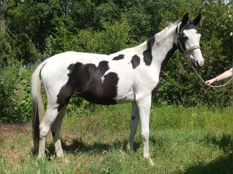 Zangersheide Yegua 4 años 156 cm Pío in M&#xFC;cheln