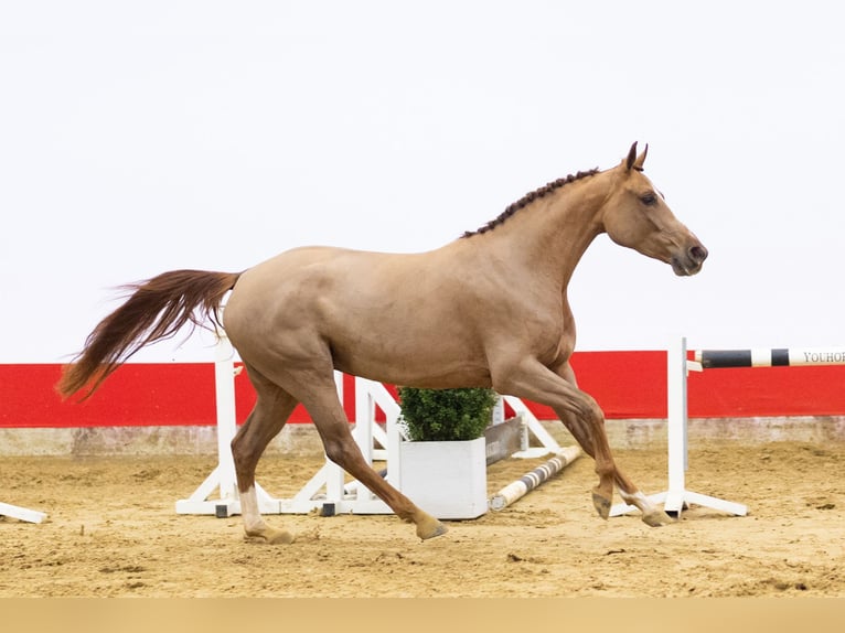 Zangersheide Yegua 4 años 160 cm Alazán in Waddinxveen