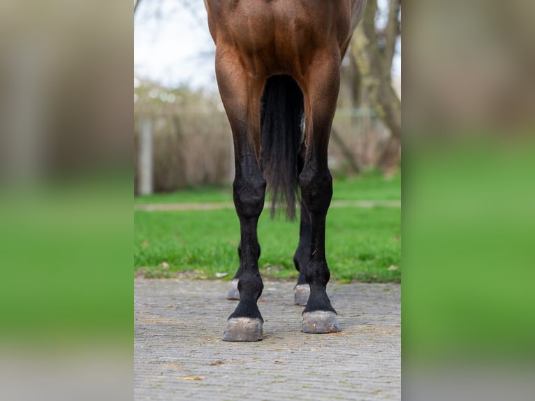 Zangersheide Yegua 4 años 162 cm  in GROTE-BROGEL