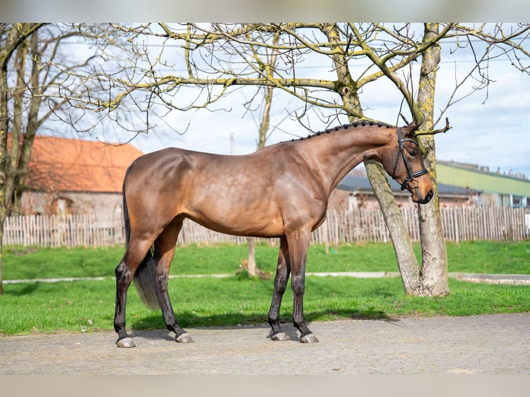 Zangersheide Yegua 4 años 162 cm  in GROTE-BROGEL