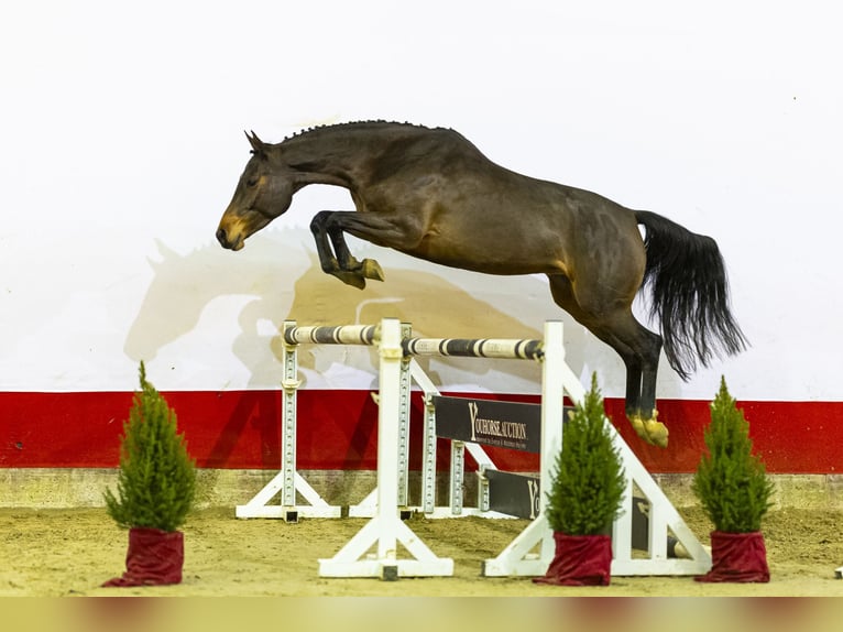 Zangersheide Yegua 4 años 163 cm Castaño oscuro in Waddinxveen