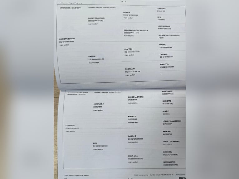 Zangersheide Yegua 4 años 163 cm Negro in Brzyków