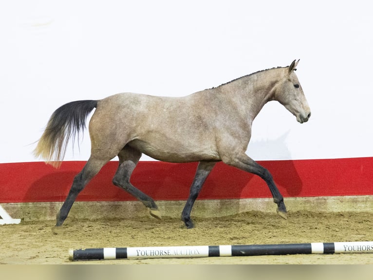Zangersheide Yegua 4 años 163 cm Tordo in Waddinxveen