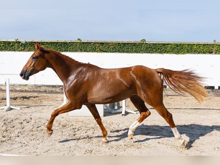Zangersheide Yegua 4 años 164 cm Alazán-tostado in Waddinxveen