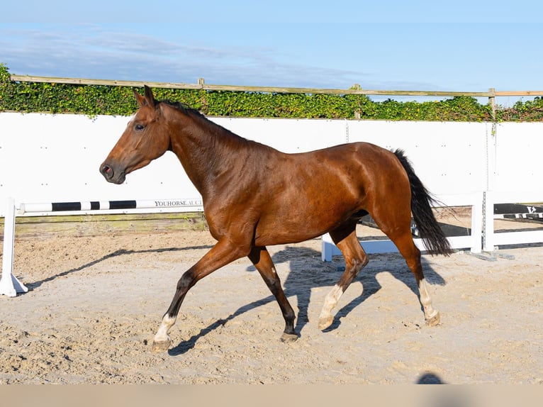 Zangersheide Yegua 4 años 164 cm Castaño oscuro in Waddinxveen