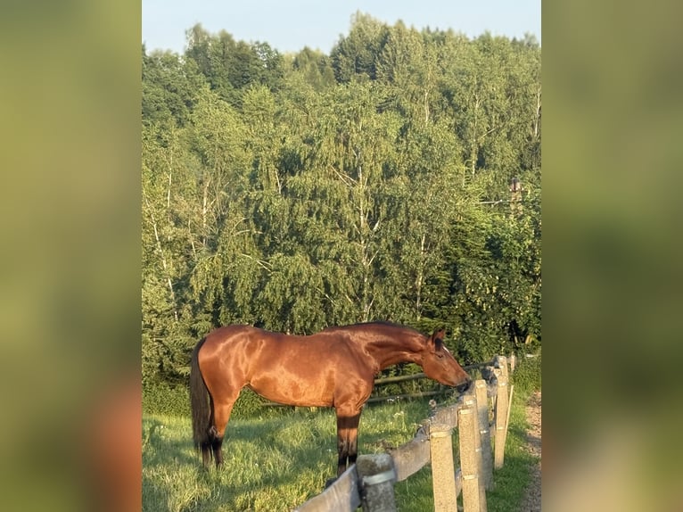 Zangersheide Yegua 4 años 164 cm Castaño rojizo in Łańcut